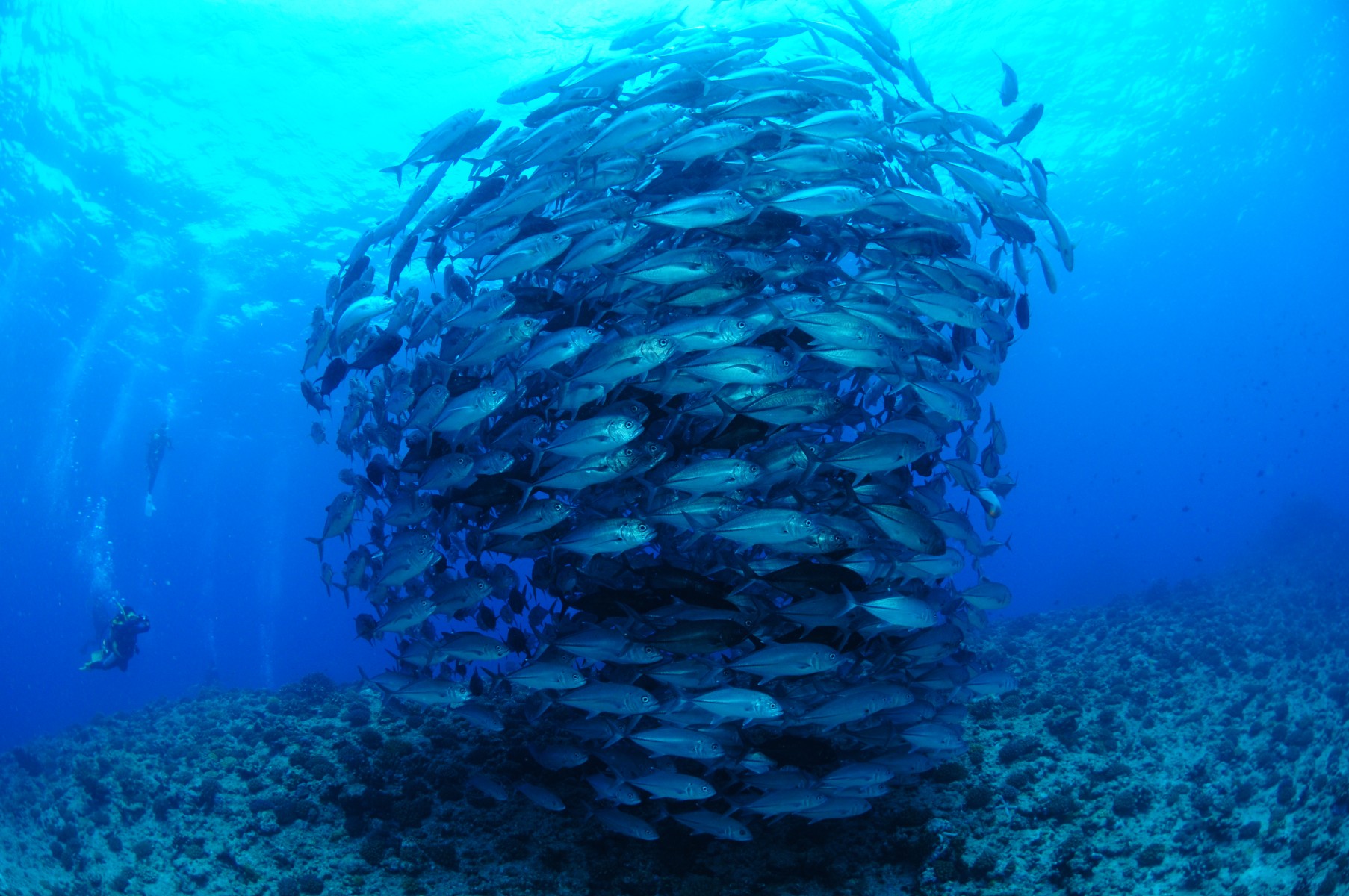 海中の魚（ギンガメアジ＝ガーラ）沖縄県粟国村